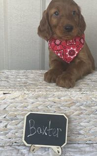 Baxter