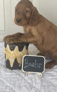 Baxter