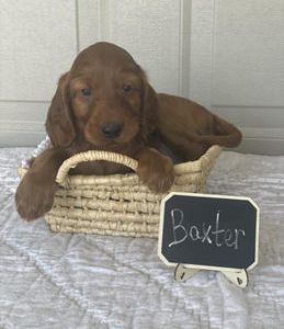 Baxter