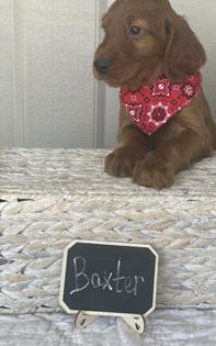 Baxter
