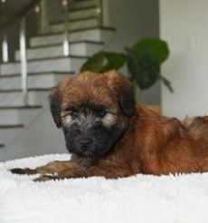 Bella