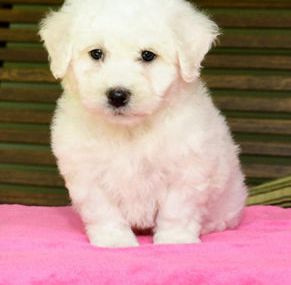 Benji