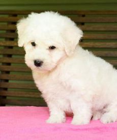 Benji