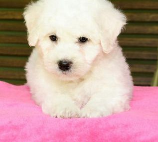 Benji