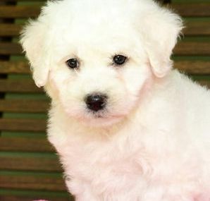 Benji