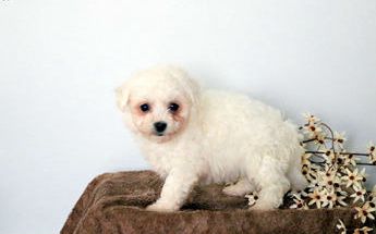 Benny