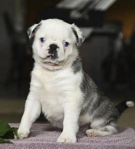 Casper