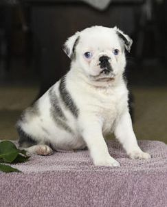 Casper