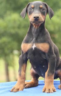 Chief