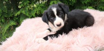 Cooper
