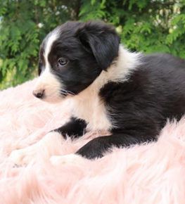 Cooper