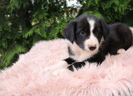 Cooper