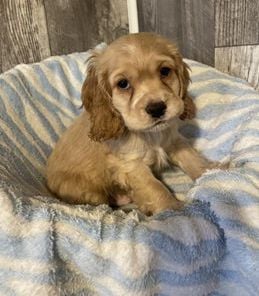 Cooper