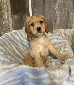 Cooper