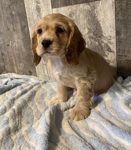 Cooper