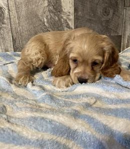 Cooper