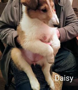 Daisy