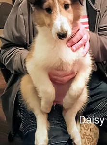 Daisy