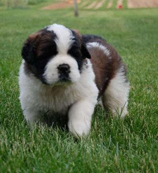 Daisy