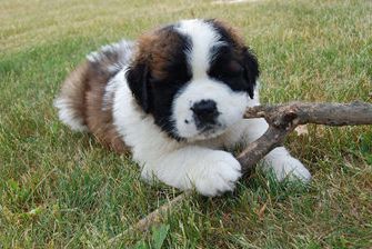 Daisy