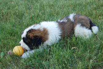 Daisy
