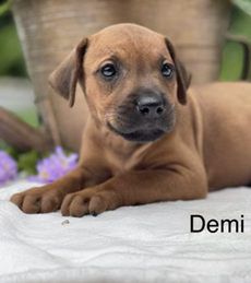 Demi