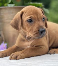 Dixie