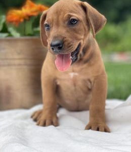 Dixie