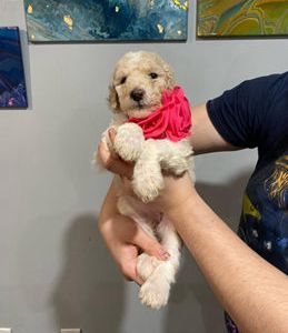 Elsa