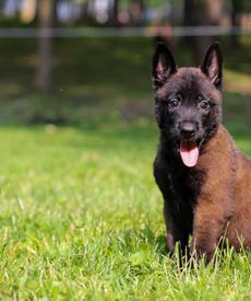 Enzo