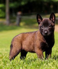 Enzo