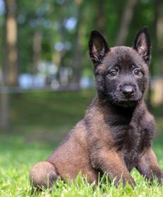 Enzo