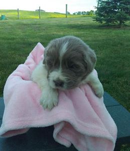 Hailey