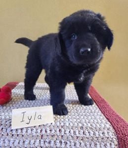 Iyla