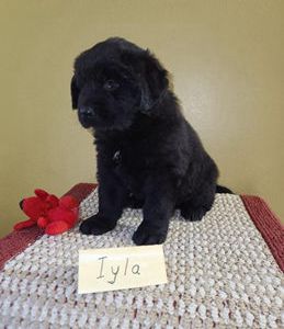 Iyla