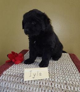 Iyla