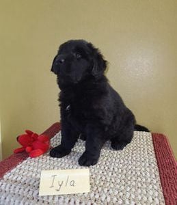 Iyla