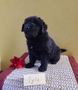 Iyla