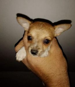 Kali