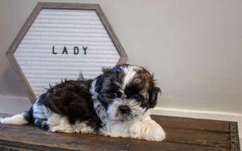 Lady