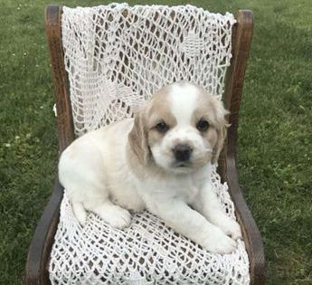 Max- mini