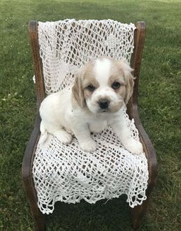 Max- mini