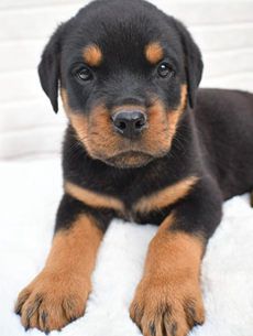 Milo