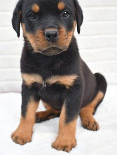 Milo