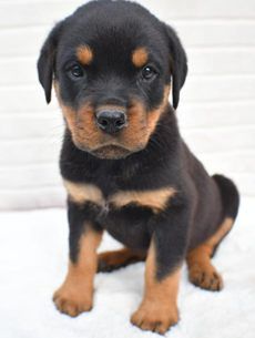 Milo