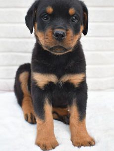 Milo