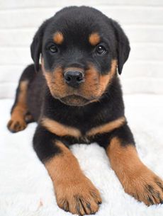 Milo