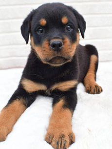 Milo