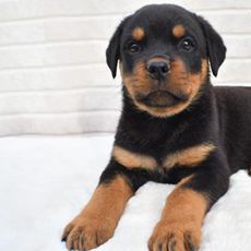 Milo