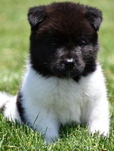 Piper